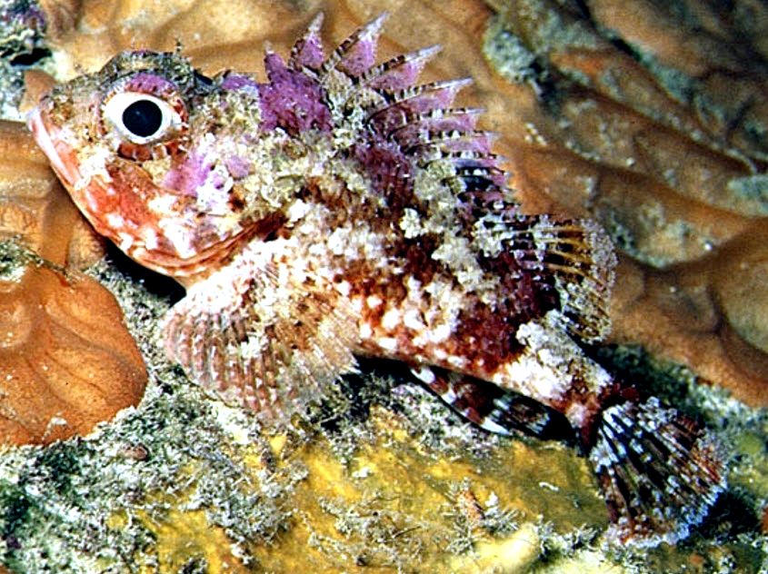 Scorpaena notata_02Robert A Patzner.jpg